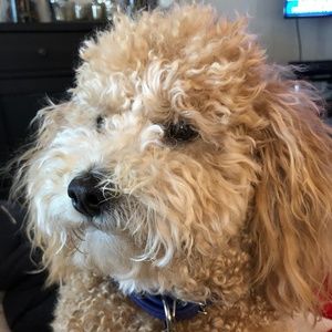 Meet your Posher, Noelle